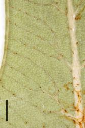 Dicranopteris linearis.  Veins of ultimate segments branching at least twice between midvein and margin, and bearing red-brown glands.  WELT P020860. Scale bar = 0.5 mm. 
 Image: L.R. Perrie © Te Papa 2014 CC BY-NC 3.0 NZ